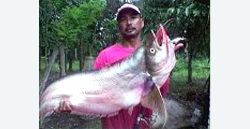 3281_Twisted-Jaw Sheatfish_Belodontichthys dinema.jpg 3281_Twisted-Jaw Sheatfish_Belodontichthys dinema.jpg